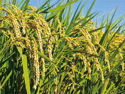 Broad Spectrum Type NPK Fertilizer_07 ब्रॉड स्पेक्ट्रम प्रकार एनपीके उर्वरक_07
