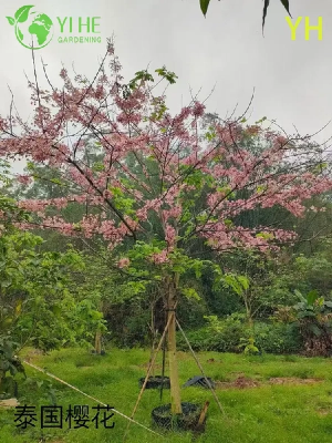 сорт Cherry Blossom Tree