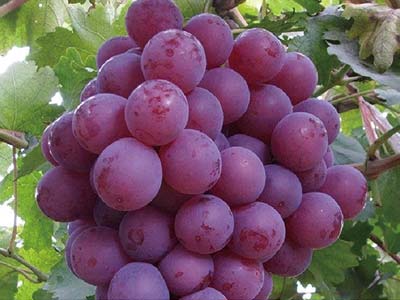 Fertilizante con alto contenido de f&oacute;sforo y potasio_07