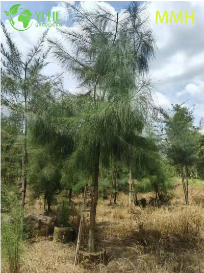 Casuarina equisetifolia モクマオウ