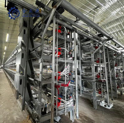 chicken coop equipment معدات حظيرة الدجاج