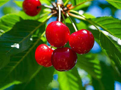 Specialty Crops Sonderkulturen