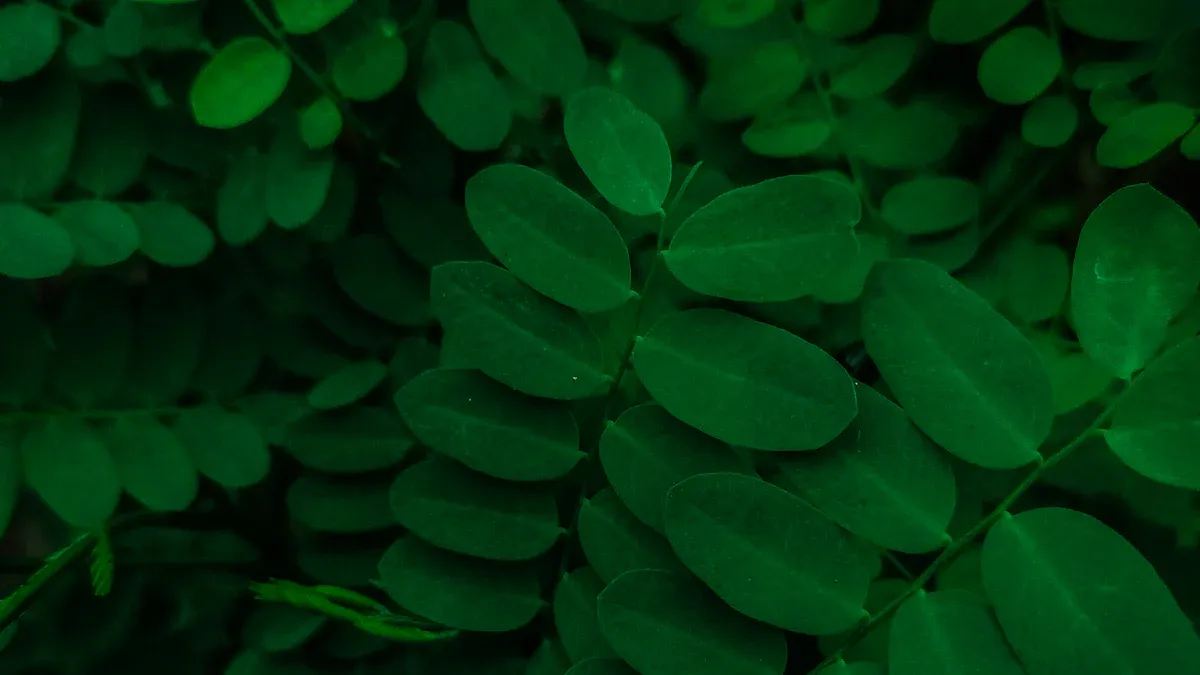 Moringa la nuit : bienfaits et astuces