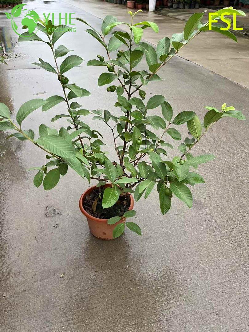 Guava ağacı taşıma kapları
