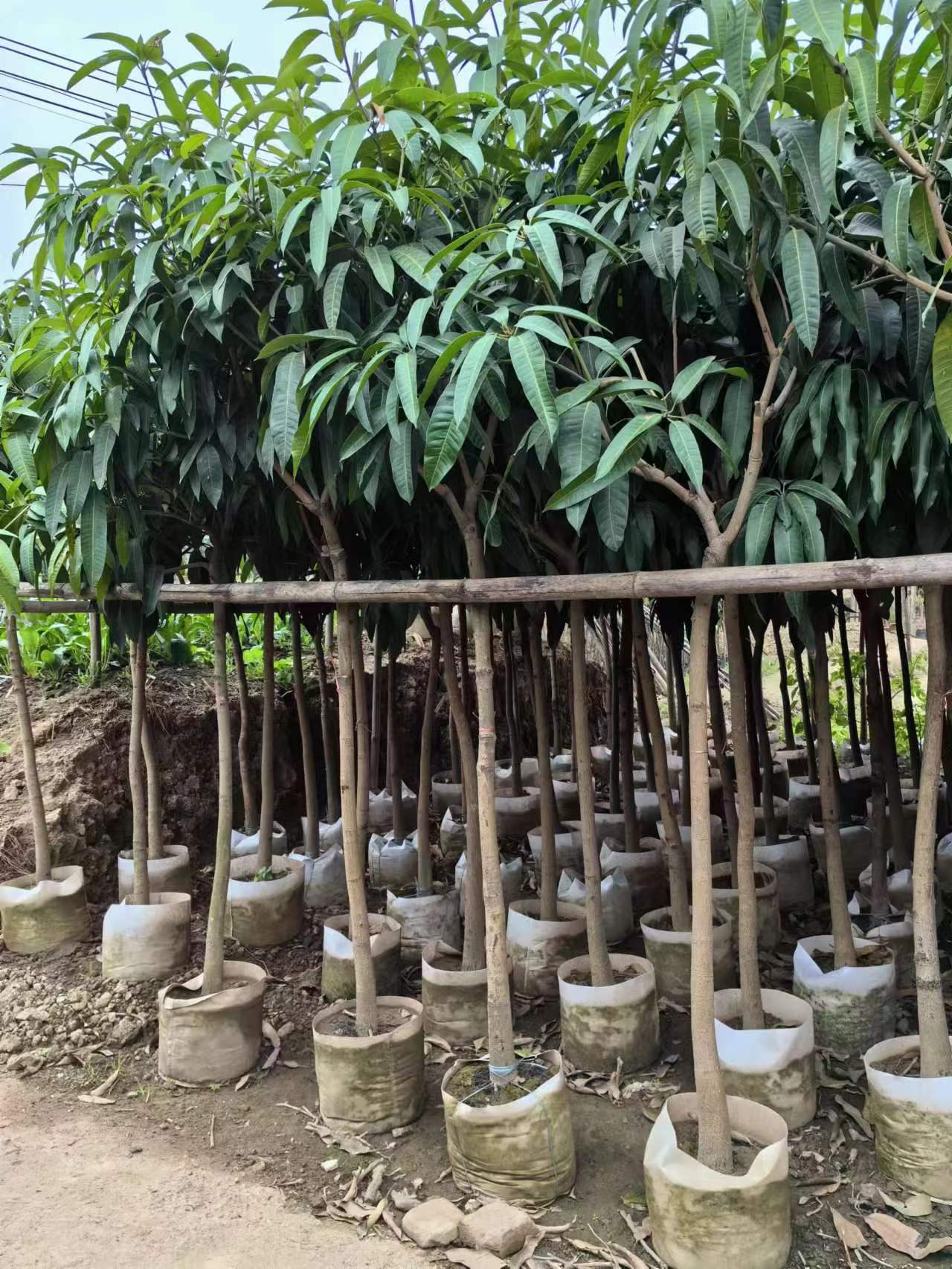 ទេសភាពដើមឈើហូបផ្លែត្រូពិច